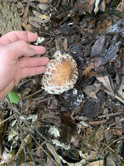 Rhacodium