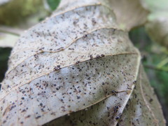 Corythucha juglandis