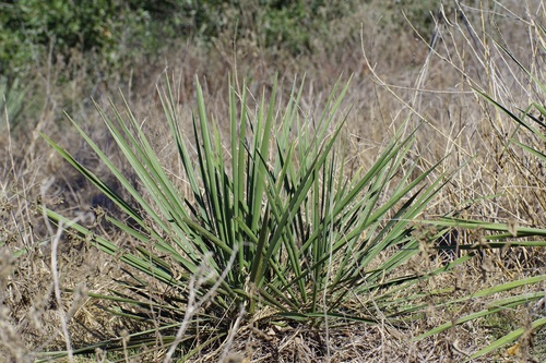 Gulf Coast Yucca (Yucca louisianensis)