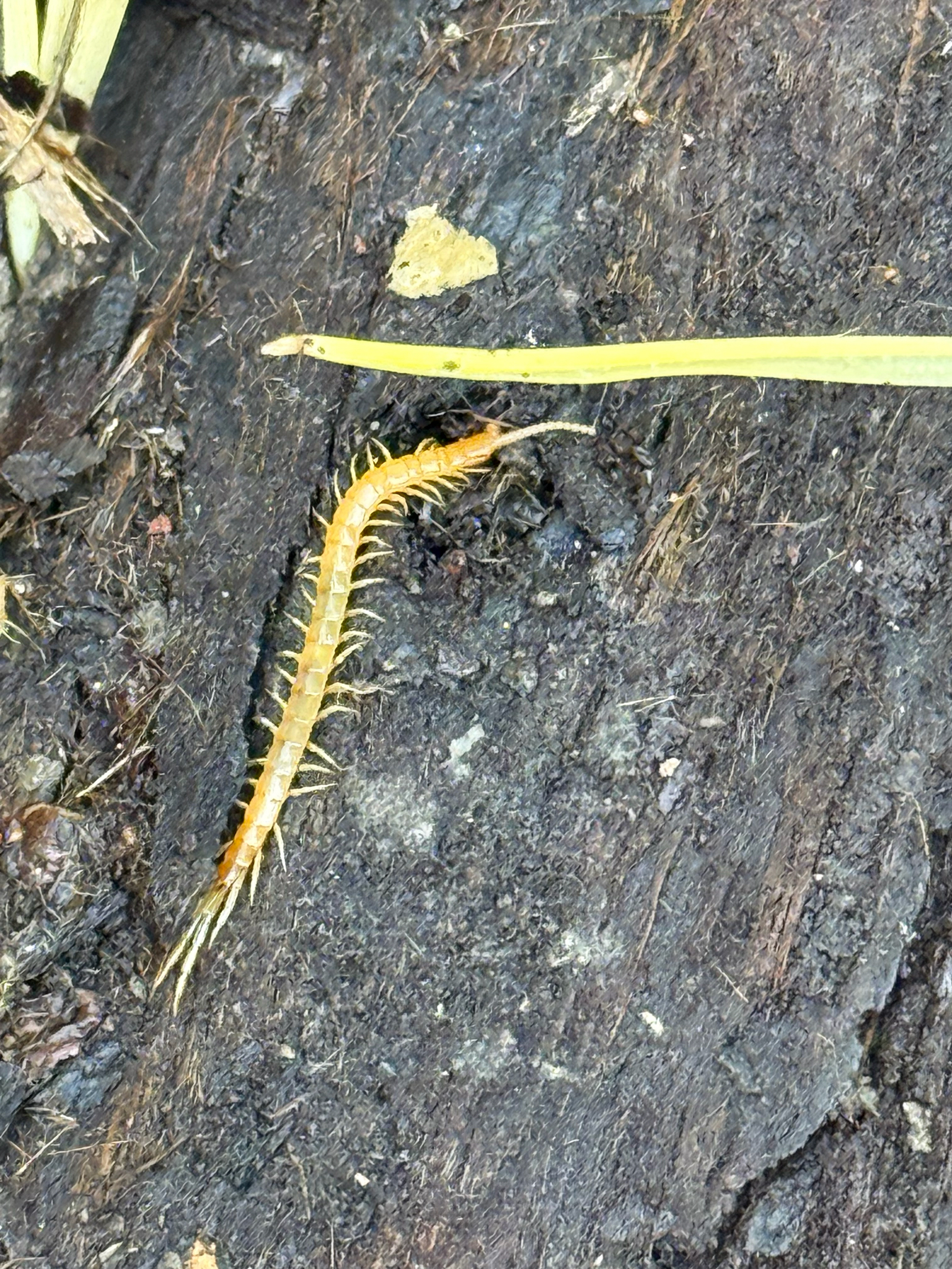 Scolopocryptops gracilis Wood, 1862
