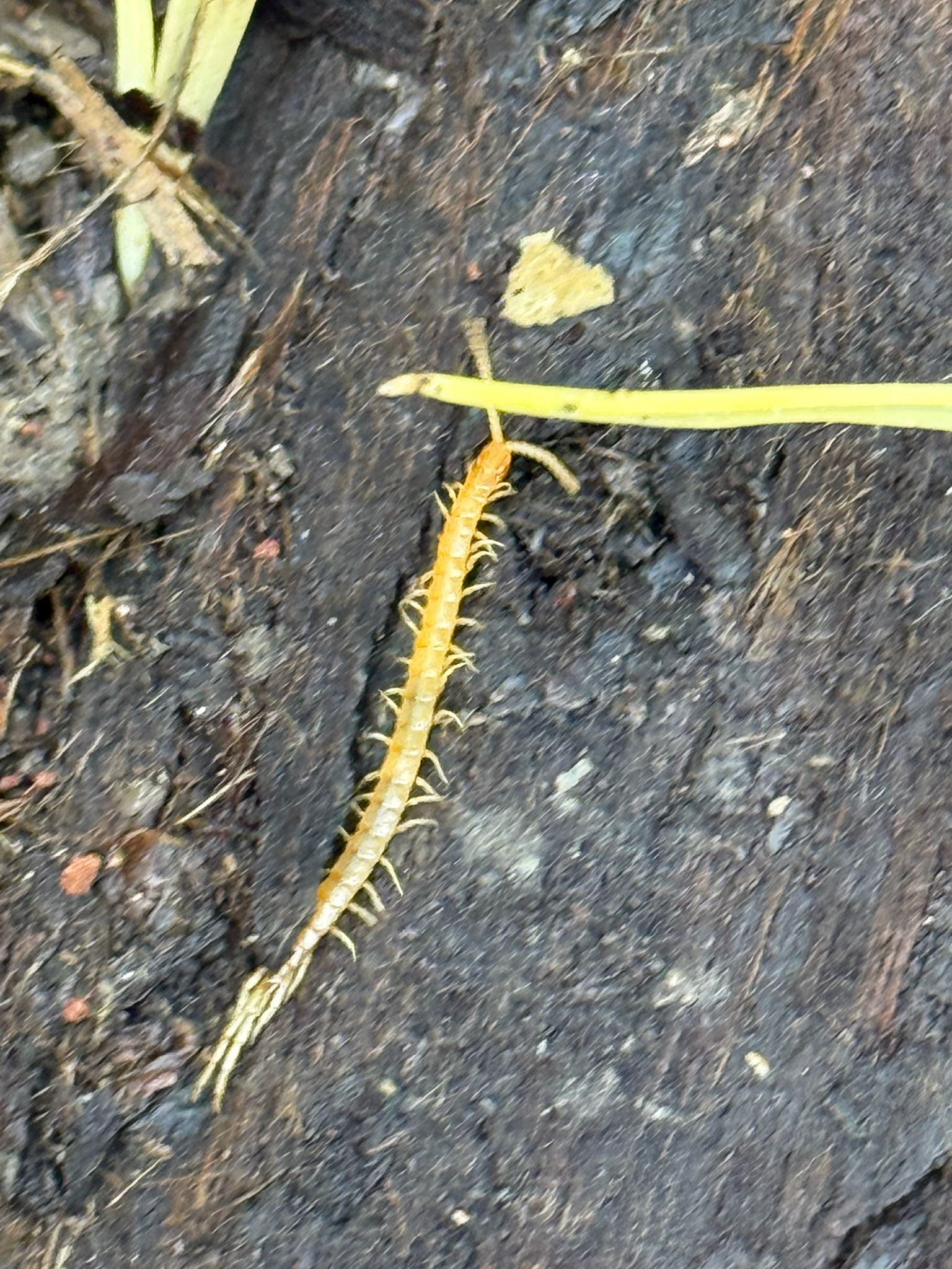 Scolopocryptops gracilis Wood, 1862