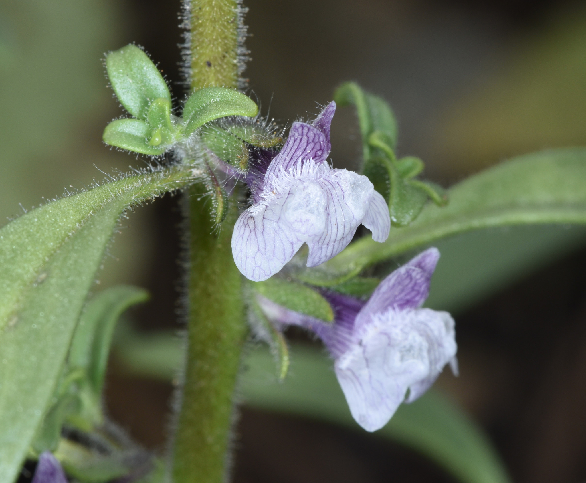 Sairocarpus cornutus