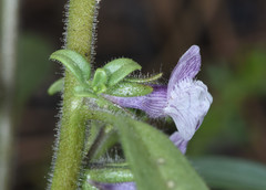 Sairocarpus cornutus