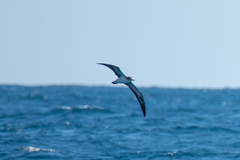 Calonectris leucomelas