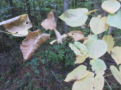 Corythucha juglandis