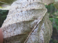 Corythucha juglandis