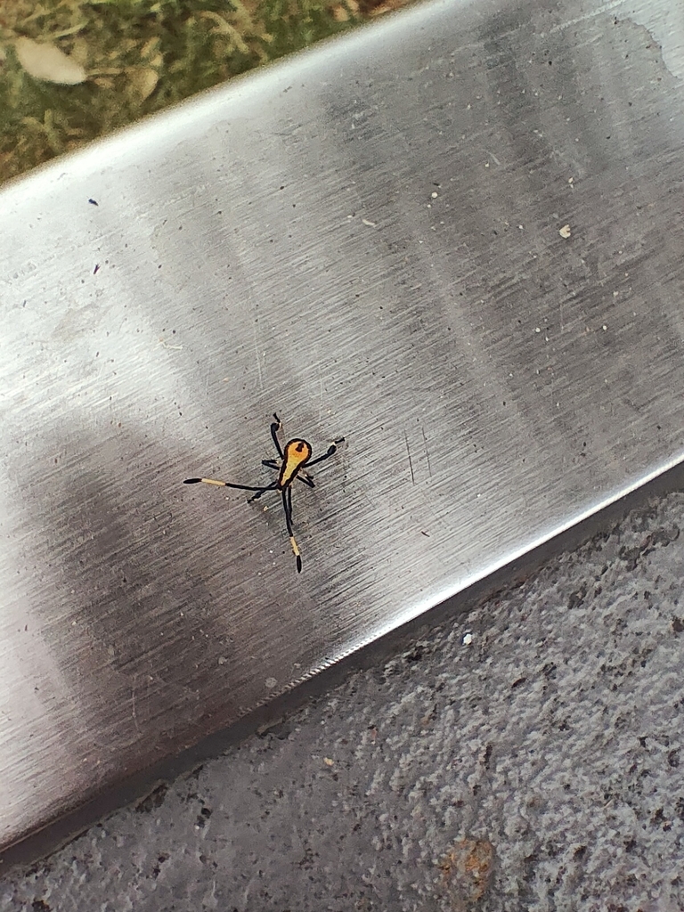 Clob Insect Clown Bug from Cleveland QLD 4163, Australia on January 16, 2026 at 08: ...