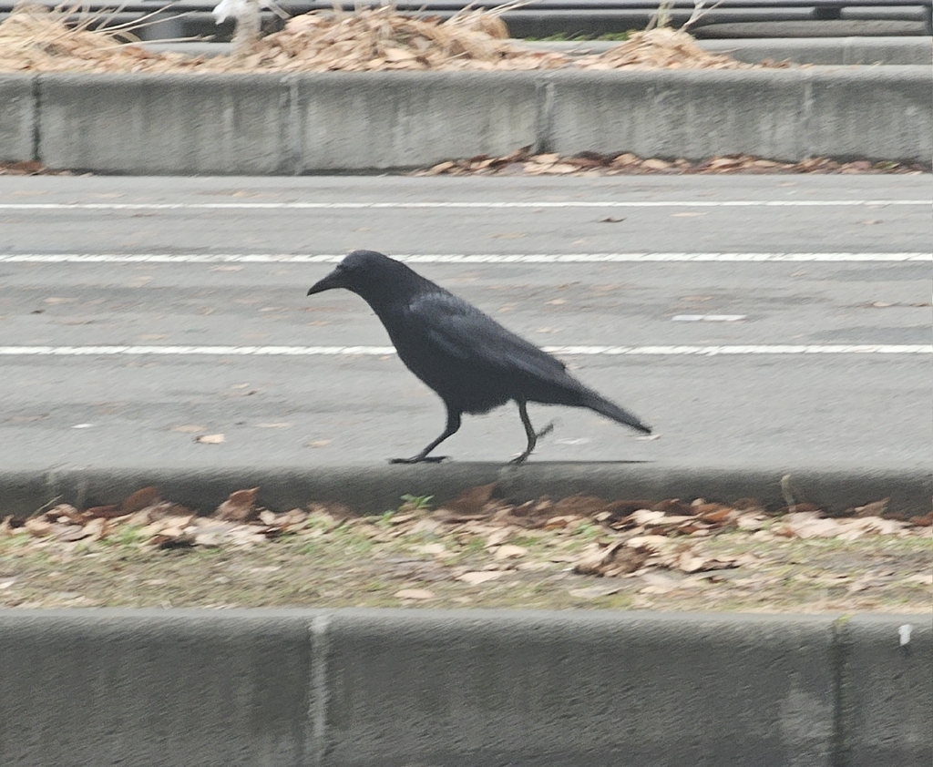 January Crow Eastern Carrion Crow from Japan 〒380-0824 on January 18, 2026 at 09:43 ...