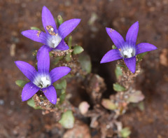 Githopsis specularioides