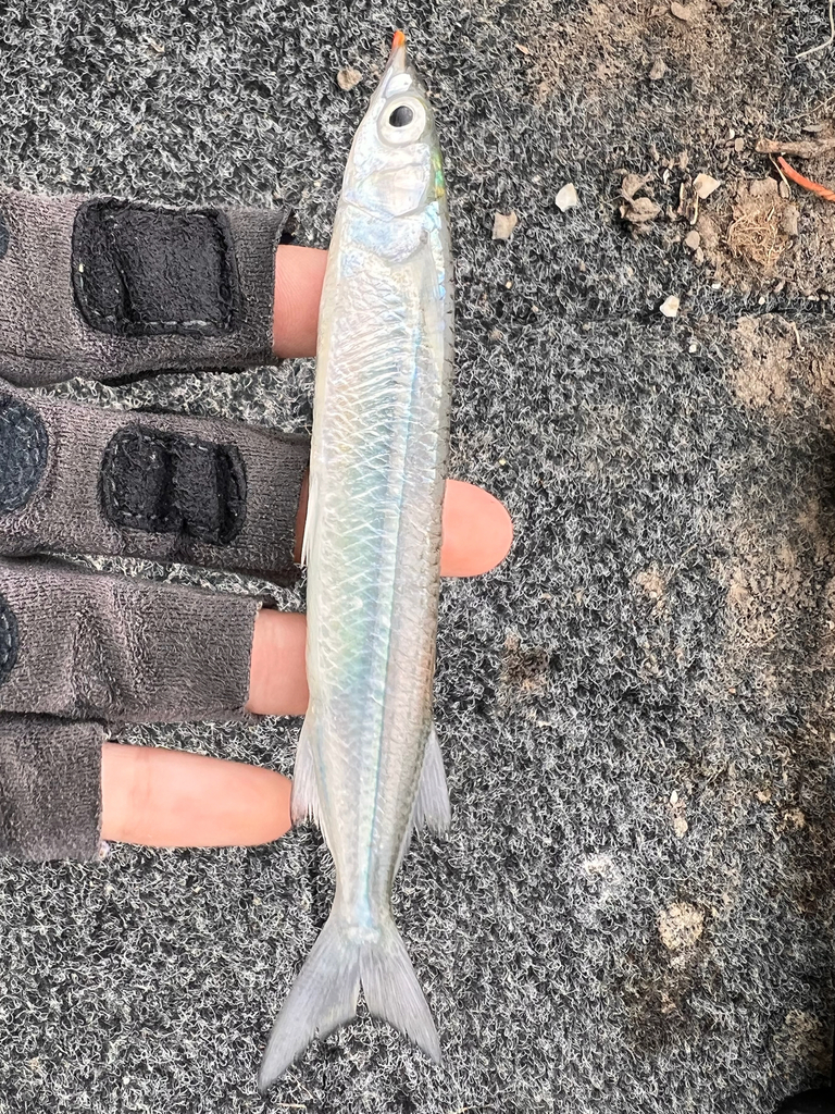 Garfish (Arrhamphus sclerolepis) — Hemiramphidae