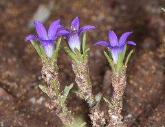 Githopsis specularioides