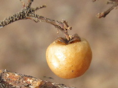 Callicarpa dichotoma