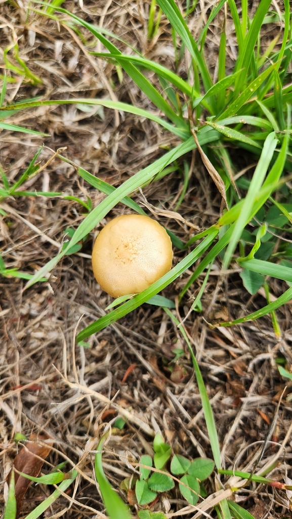 Agrocybe pediades · January 2026 · photo: © squidney8 (iNaturalist, cc0)