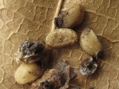 Callicarpa dichotoma