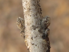 Callicarpa dichotoma