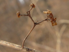 Callicarpa dichotoma