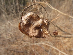 Koelreuteria paniculata