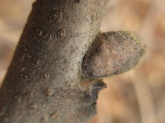 Koelreuteria paniculata