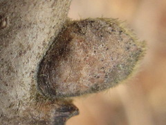 Koelreuteria paniculata