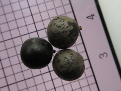 Koelreuteria paniculata