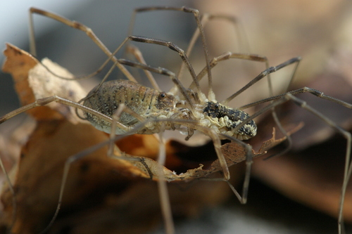 Saddleback Harvestman