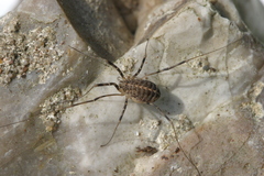 Opilio saxatilis