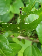 Aciagrion occidentale