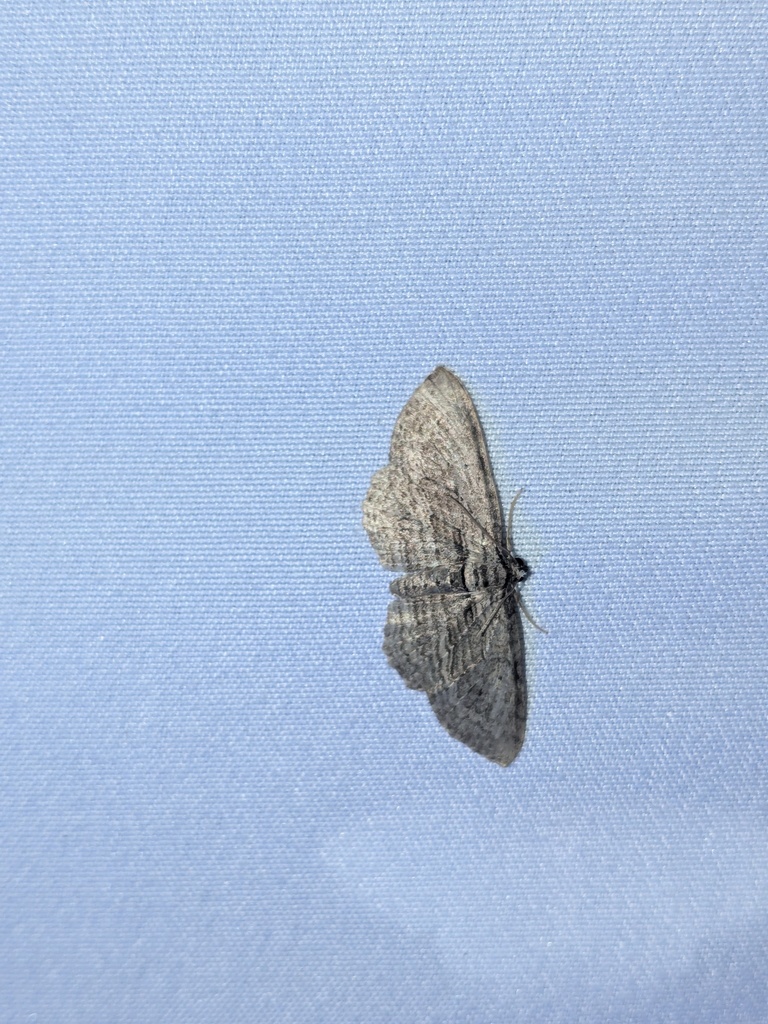 Brown Bark Carpet Moth