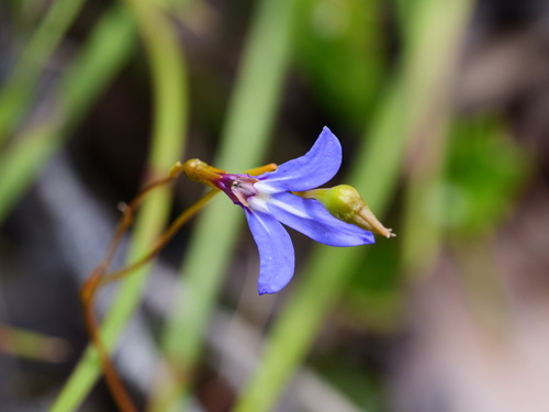 Lobelia rarifolia 2