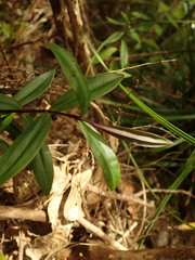 Veronica bishopiana