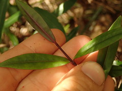 Veronica bishopiana