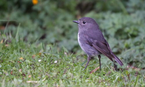 South Island Robin (Petroica australis), photo 4