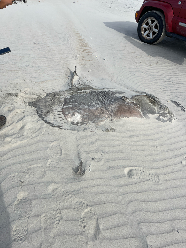 Sharpfin sunfish (Masturus lanceolatus) — Molidae