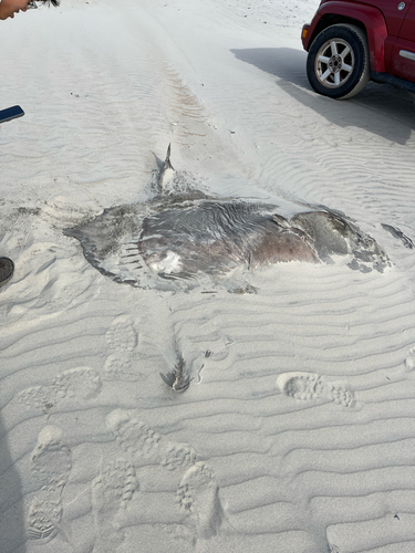 Sharpfin sunfish (Masturus lanceolatus) — Molidae