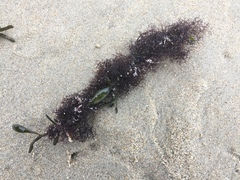 Vertebrata lanosa