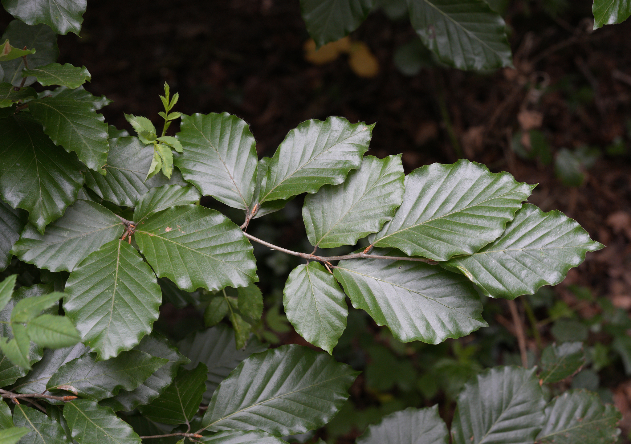 European beech (Fagus sylvatica)  iNaturalist