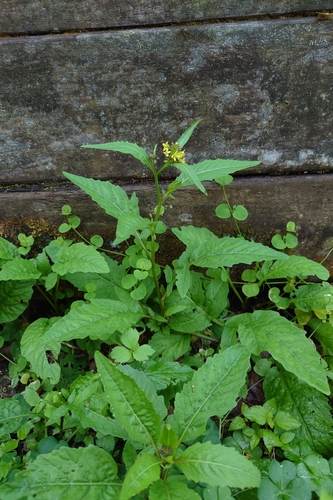 Diverse-leaf Yellowcress (Rorippa indica)
