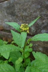 Rorippa indica, photograph (c) 如此甚好, some rights reserved (CC BY)