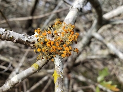 Teloschistes exilis
