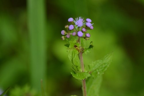 Unknown species found near Grand Isle, LA, USA