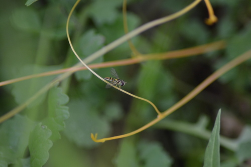 Unknown species found near Grand Isle, LA, USA