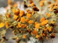 Teloschistes exilis