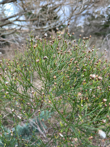 Baccharis angustifolia, photograph 4