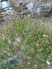 Baccharis angustifolia, photograph (c) harrier, some rights reserved (CC BY)
