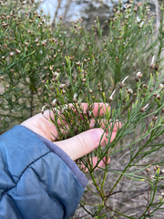 Baccharis angustifolia, photograph (c) harrier, some rights reserved (CC BY)