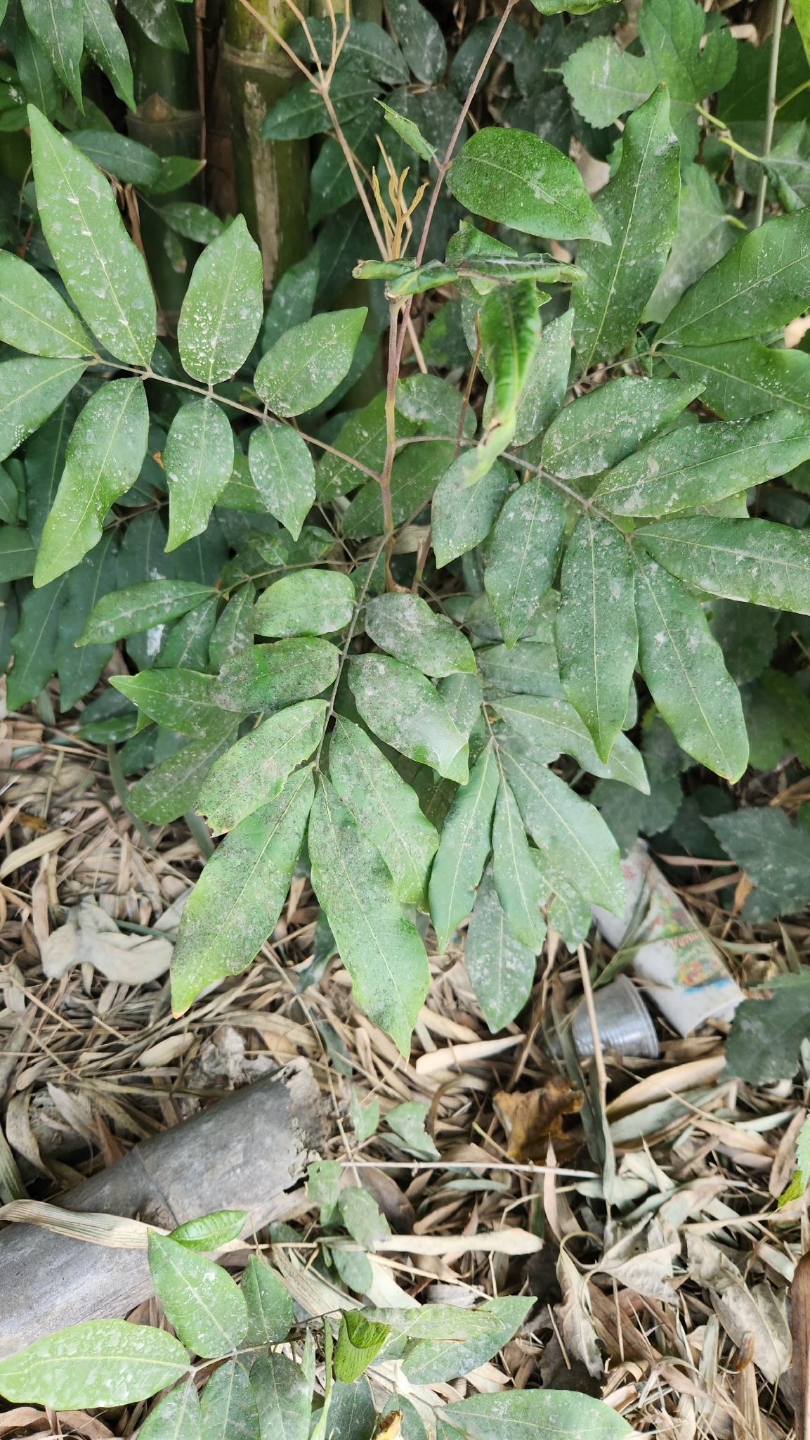 Foto de Dimocarpus longan Lour.