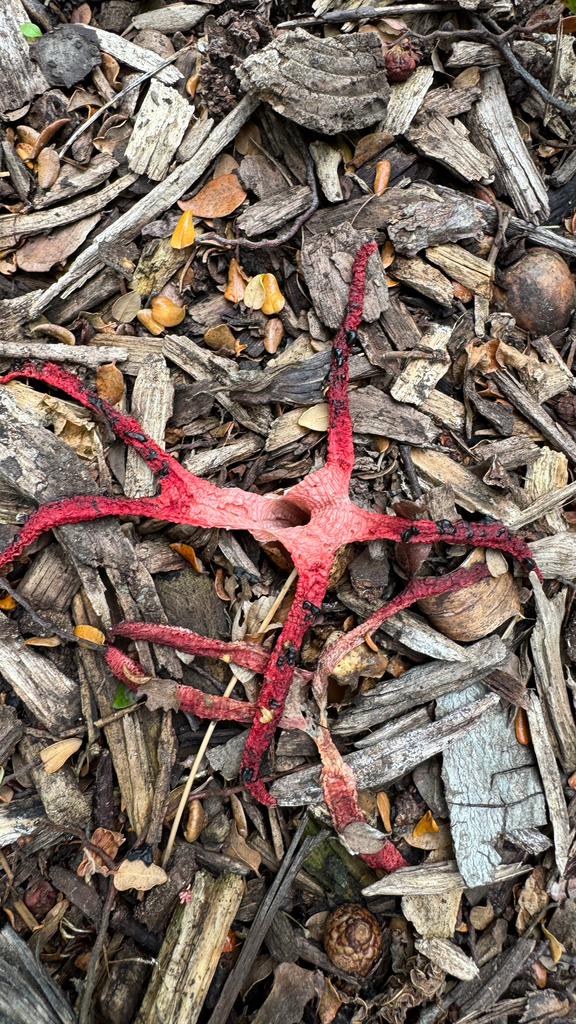 Clathrus archeri · January 2026 · photo: © frankashwood (iNaturalist, cc-by)