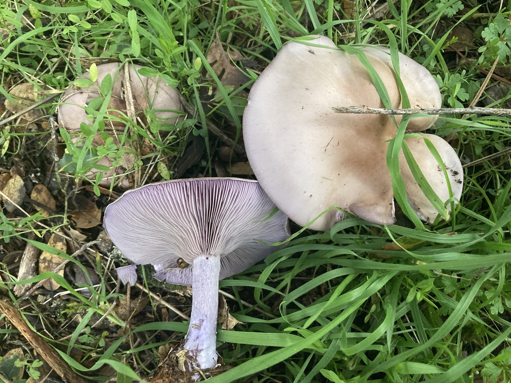 Collybia nuda · January 2026 · photo: © serpophaga (iNaturalist, cc-by)