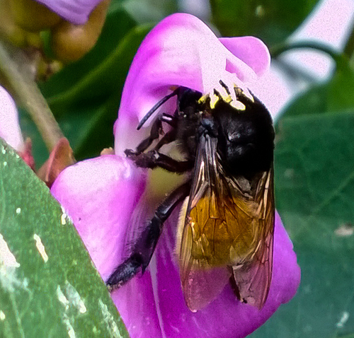 Eulaema polychroma