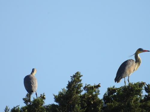 Whistling Heron (Syrigma sibilatrix), photo 6